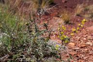 May 02, 2024: Beautiful high desert wildflowers bloom in some of the harshest conditions of the Colorado Plateau, Moab, Utah. (Credit Image: Â Larry Clouse\/Csm\/Cal Sport Media