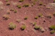 May 02, 2024: Biocrust is a fragile, living desert top soil found within dramatic high desert and canyon landscapes near Moab, Utah. (Credit Image: Â Larry Clouse\/Csm\/Cal Sport Media