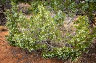 May 02, 2024: Junipers bloom throughout the the deep canyons of the Colorado National Monument, Grand Junction, Colorado. (Credit Image: Â Larry Clouse\/Csm\/Cal Sport Media