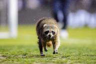 May 15, 2024: A raccoon runs on the field during the first half of an MLS match between the Philadelphia Union and New York City FC at Subaru Park in Chester, Pennsylvania. Kyle Rodden\/CSM (Credit Image: Â Kyle Rodden\/Cal Sport Media