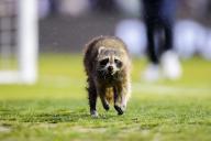 May 15, 2024: A raccoon runs on the field during the first half of an MLS match between the Philadelphia Union and New York City FC at Subaru Park in Chester, Pennsylvania. Kyle Rodden\/CSM (Credit Image: Â Kyle Rodden\/Cal Sport Media