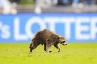 May 15, 2024: A raccoon runs on the field during the first half of an MLS match between the Philadelphia Union and New York City FC at Subaru Park in Chester, Pennsylvania. Kyle Rodden/CSM (Credit Image: Â Kyle Rodden/Cal Sport Media