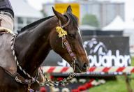 May 18, 2024, Baltimore, Md, USA: Scenes from Preakness Stakes Day at Pimlico Race Course in Baltimore, MD on May 18, 2024. Tim Sudduth/Eclipse Sportswire/CSM(Credit Image: Tim Sudduth/Cal Sport Media