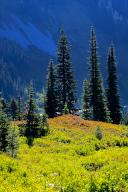 October 04, 2022: Brilliant autumn colors highlight the alpine trails of the Paradise district, Mt. Rainier National Park, Washington