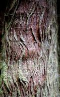 September 23, 2022: Intricate and artistic bark designs are easily found along rainforest trails near Hurricane Ridge, Olympic National Park, Washington