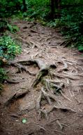 September 23, 2022: Intricate root systems line rainforest trails near Hurricane Ridge, Olympic National Park, Washington