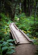 September 23, 2022: Boardwalks protect fragile trail systems along rainforest trails near Hurricane Ridge, Olympic National Park, Washington