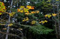 September 28, 2022: Big leaf maple leaves in full color along the lower elevations of Hurricane Ridge, Olympic National Park, Washington