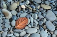 September 24, 2022: Autumn begins to emerge along Rialto Beach, Olympic National Park, Washington
