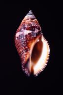 The Sertum Rock Shell, Nassa serta, a predatory sea snail found in the Red Sea and Indo-Pacific Oceans