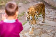 A young boy watches a tiger closely through the protective glass