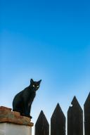 A black cat sits perched above a wooden fence against a twilight sky in Spain