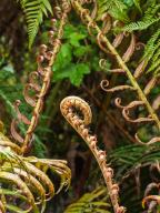 Ferns growing in the Valdivian temperate forest of Puyehue National Park in the Lakes Region in Chile
