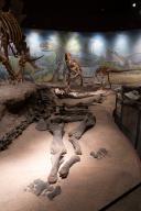 Actual skeleton of a Haplocanthosaurus, a sauropod. in the Utah Field House of Natural History Museum. Vernal, Utah