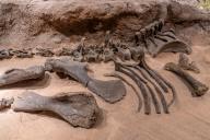 Bones of a Haplocanthosaurus, a sauropod, in the Utah Field House of Natural History Museum. Vernal, Utah