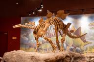 Skeletal cast of a Stegosaurus dinosaur in the Utah Field House of Natural History Museum. Vernal, Utah