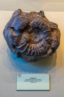 Fossilized ammonite in the Utah Field House of Natural History Museum. Vernal, Utah