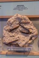 Fossilized marine brachiopods, Kallirhychia myrina, in the Utah Field House of Natural History Museum. Vernal, Utah