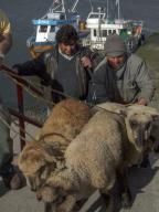 Men bringing sheep up from a boat in the harbor at Castro on Chiloe Island, Chile