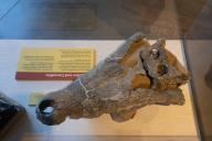 A prehistoric crocodilian skull in the Utah Field House of Natural History State Park Museum in Vernal, Utah