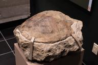 Fossilized carapace of a Baenid turtle in the Utah Field House of Natural History Museum. Vernal, Utah