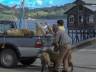 Men loading sheep into a pickup after unloading them from a boat in the harbor at Castro on Chiloe Island, Chile