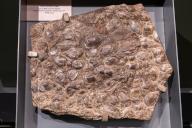 Fossilized freshwater clams in the Utah Field House of Natural History Museum. Vernal, Utah