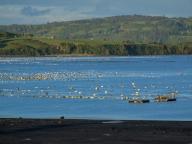 Floating pens for an aquaculture salmon farming operation in an a bay on Chiloe Island in Chile