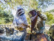 Two beekeepers next to bee hives collecting honey with protective suits. La Rioja, Spain, Europe