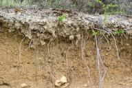Cutaway with layers of a fertile soil with roots and trunks. Yesa reservoir. Aragon, Spain, Europe