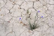 Arid soil with a little plant. Yesa reservoir. Aragon, Spain, Europe