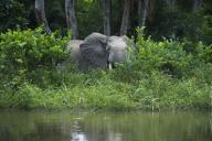 African forest elephant (Loxodonta cyclotis), Lekoli River, Congo