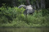 African forest elephant (Loxodonta cyclotis), Lekoli River, Congo