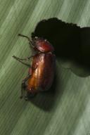 Beetle, Odzala, Kokoua National Park, Congo