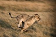 Lion running in grassland, Botswana, Africa