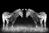 Black and white mirrored zebras (Large format sizes available)