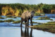 Elephant crossing Okavango delta river with golden grassland around it(Large format sizes available)