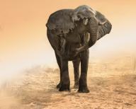 Artistic Rendition Elephant in dust and sunglow (Large format sizes available)