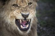 Male lion growling, close up (Large format sizes available)
