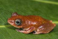 Tree frog, Lango Bai, Congo