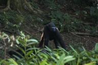 Western lowland gorilla, Dzebe Bai, Odzala, Kokoua National Park, Congo