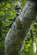 Guereza colobus monkey (Colobus guereza), Lango Bai, Congo