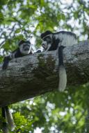 Guereza colobus monkey (Colobus guereza), Lango Bai, Congo