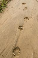 Spotted hyena tracks (Crocuta crocuta), Mboko to Lango road, Odzala, Kokoua National Park, Congo
