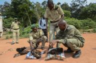 Bushmeat inspection and monkey and duiker, Yengo Eco Guard, control point, Odzala, Kokoua National Park, Congo