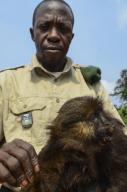 Bushmeat inspection and monkey, Yengo Eco Guard control point, Odzala, Kokoua National Park, Congo