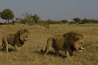 Lions (Panthera leo) These are the Duba pride males. Duba Plains. Okavango Delta. BOTSWANA. Southern Africa