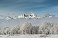 Rimed Cottonwoods and Tetons from Antelope Flats Road (Large format sizes available