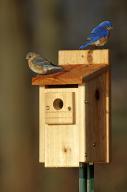 Eastern Bluebirds (Sialia sialis) male and female on nest box Marion County, Illinois