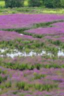 USA, Oregon, Oaks Bottom. Purple loosestrife flowers in marsh. Credit as: Steve Terrill / Jaynes Gallery / DanitaDelimont.com